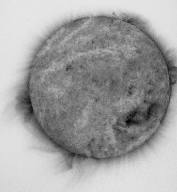 High-resolution image of the Sun